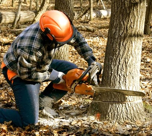 Tree Removal in Bryant Pond, ME